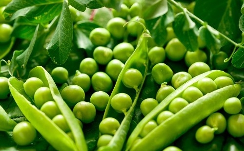 Cách làm đậu hà lan sấy khô